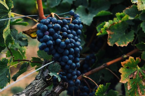 North Carolina vineyard, NC wine