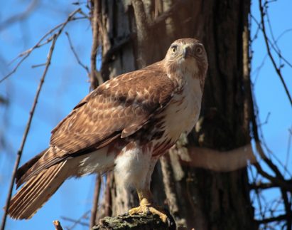 Red-tailed hawk, diverse ecosystem, Hiwassee, Nottely and Valley Rivers