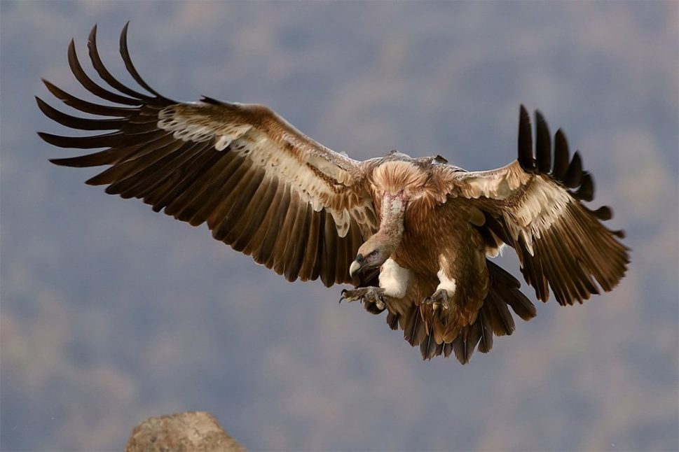 Wildlife viewing and RV Camping in NC